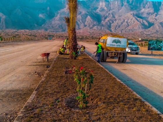 Planting trees on main boulevard