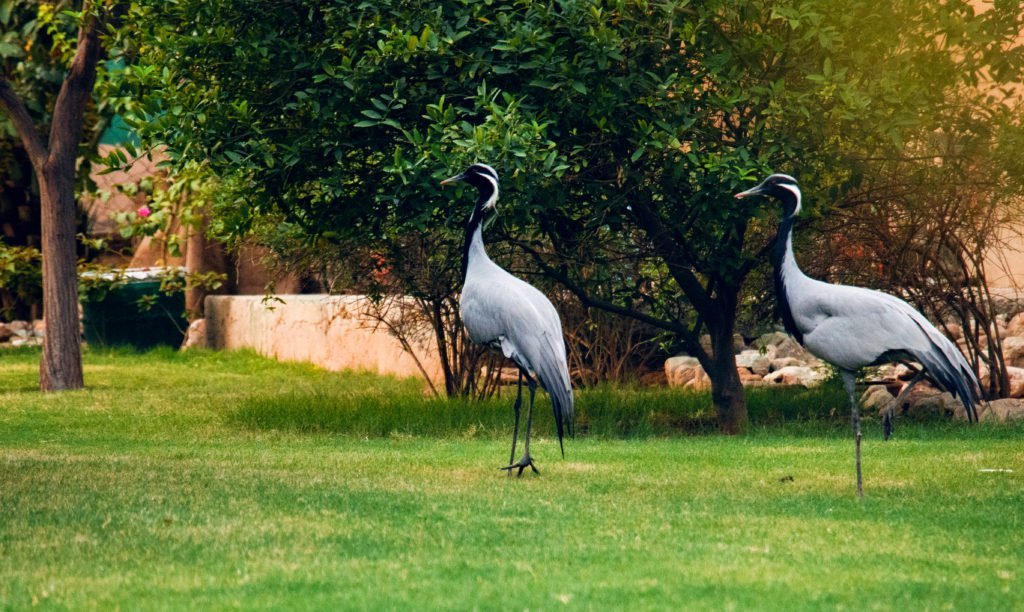 Wild Life of DIKNC