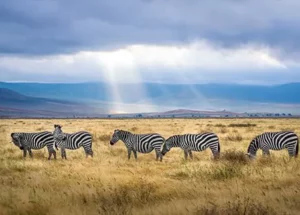 safari park facilities di khan new city