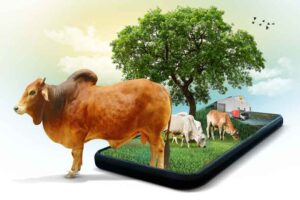 The Complete Guide to Qurbani Duas