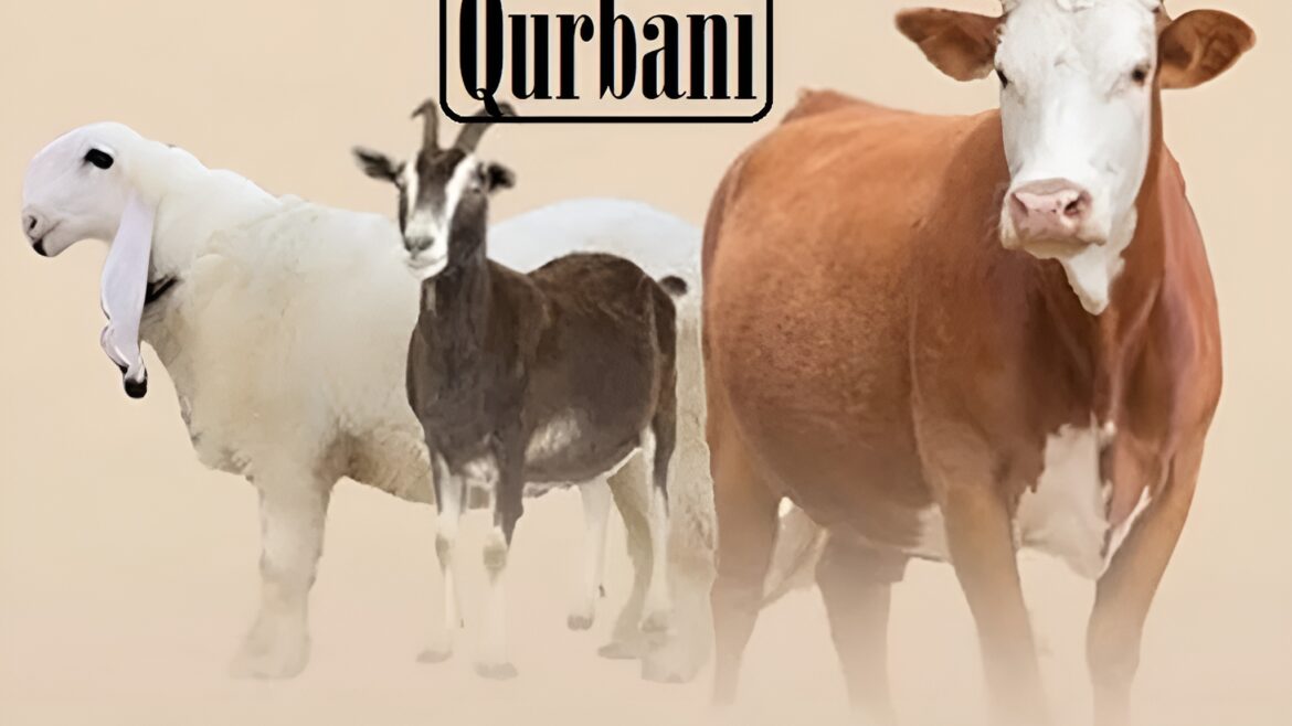Eid al-Adha 2025 How to Perform Qurbani the Sunnah Way