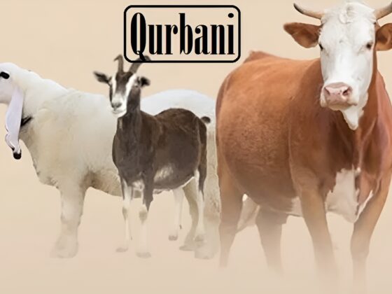 Eid al-Adha 2025 How to Perform Qurbani the Sunnah Way
